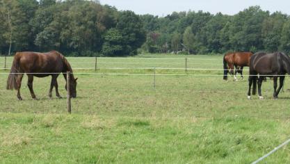 In 5 jaar is het aantal paarden in Vlaanderen met ruim een derde gestegen.