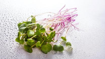 Kiem- of microgroenten zijn vers gekiemde zaden of kiemplantjes die in een zeer jong stadium ‘geoogst’ worden.