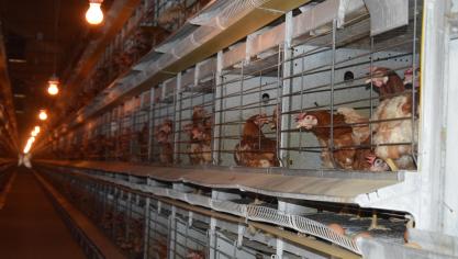 Wanneer een verhoogde sterfte wordt opgemerkt, of bij elk ander symptoom van ziekte, is het belangrijk om onmiddellijk een dierenarts te contacteren.