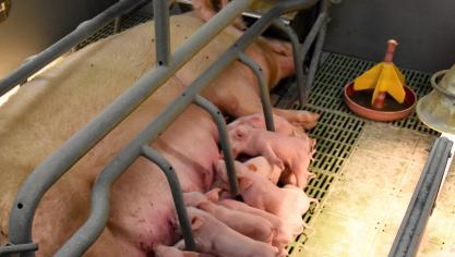 Ook in varkensbedrijven worden bij controles alsmaar minder overtredingen tegen dierenwelzijn vastgesteld.