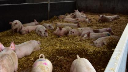 Door zwaar de nadruk te leggen op AEA-stallen en luchtwassers kan de biologische veehouderij zwaar in de problemen komen, vindt BioForum.