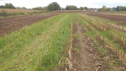 Onderzaai, bijvoorbeeld in maïs, en de teelt van groenbedekkers zijn voorbeelden van goede praktijken in de koolstoflandbouw.