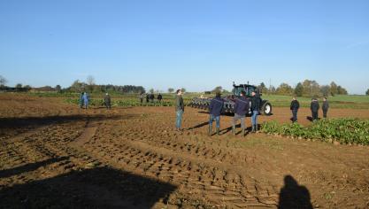 Om de voederbiet in de kijker te zetten, organiseerden de Hooibeekhoeve, KBIVB en FABulous Farmers een demonstratie voederbieten in  Scherpenheuvel-Zichem.