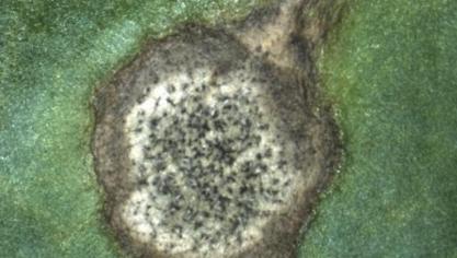 Dit jaar kwam er veel cercospora voor in  de bietenvelden.