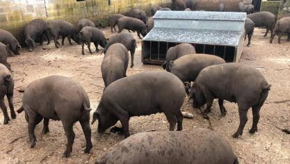 Varkens die half Duroc, half Iberico zijn, worden soms in extensieve en soms in semi-extensieve omstandigheden gehouden.