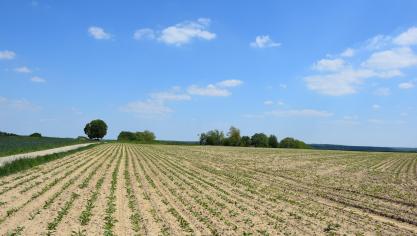 De veldopkomst bij suikerbieten was in 2021 zeer variërend tussen de percelen, afhankelijk van de zaaidatum en beïnvloed door de koude kiem– en opkomstomstandigheden.