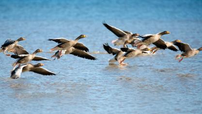 Het gevaar van besmetting schuilt voornamelijk in contact van pluimvee met besmette wilde vogels.