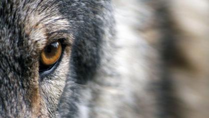 Mocht de wolf nog in het havengebied aanwezig zijn, dan zal hij in deze dichtbebouwde omgeving niet lang onder de radar kunnen blijven.