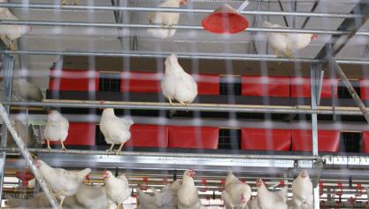 Zowel bij pluimvee als bij wilde vogels werd in België dit jaar vogelgriep vastgesteld.