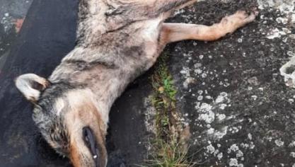 In Kuringen bij Hasselt is zondagmiddag, 2 januari, een dode wolf uit het Albertkanaal gehaald.