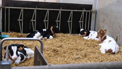 De onderzoekers streven ernaar om het jongvee op de hooibeekhoeve zo efficiënt mogelijk groot te brengen.