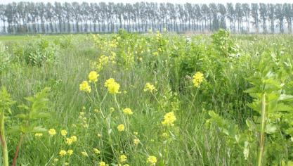 Alsmaar meer landbouwers leveren inspanningen voor meer biodiversiteit via beheersovereenkomsten.