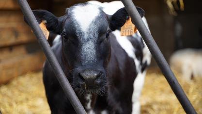 Vanaf 1 januari 2022 heeft Nederland de versoepelde voorwaarden gewijzigd voor kalveren jonger dan 90 dagen.