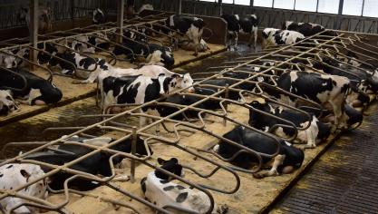 Er werd geen PFAS gevonden in de stalen van koemelk, eieren en vlees van dieren die hun hele kweekproces op stal worden gehouden.