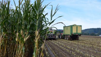 Vijf nieuw aanbevolen kuilmaïsrassen werden toegevoegd aan de ILVO-rassenlijst.
