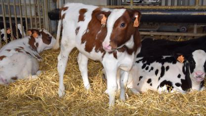 Bij jonge kalveren met diarree kan een snelle effectieve vloeistoftherapie een extra dierenartsenbezoek vermijden en grote economische verliezen voorkomen.