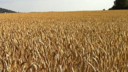 Voor het hele jaar 2021 bereikte de FAO-index van de graanprijzen echter zijn hoogste jaarniveau sinds 2012 en lag hij gemiddeld 27,2% hoger dan in 2020.