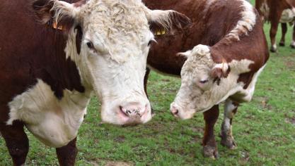 Voor een Vlaamse landbouwer is het niet eenvoudig om van gangbare naar biologische vleesveehouderij om te schakelen.