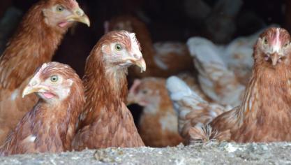 Ook in ons land zijn al verschillende gevallen van vogelgriep vastgesteld.
