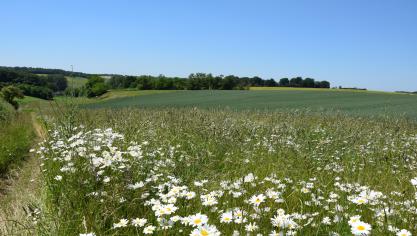 Natuurpunt vraagt de Vlaamse regering om landbouwers te ondersteunen voor ecologische initiatieven.
