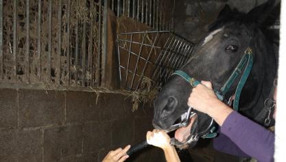 Gebitsverzorging zou al even evident moeten zijn als – deskundig – ontwormen.(Met dank aan dierenarts Leen Vanderwegen).
