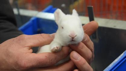 In een illegale kwekerij werden 250 dieren in beslag genomen.