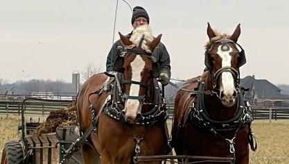 De hengst L. Valley Prince Piper en de merrie Spring Hollow Carmen nog aan het werk op een Amish Farm in Indiana (USA) net vóór hun vertrek  naar België.