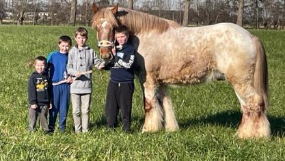 De vier broers met de goedgekeurde vosschimmelhengst Vic van ’t Maeshof