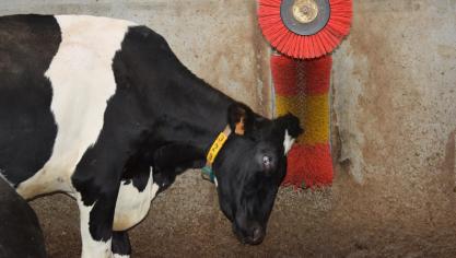ILVO ontwikkelde recent 2 alternatieve (verkorte) methoden om het dierenwelzijn op melkveebedrijven te monitoren.