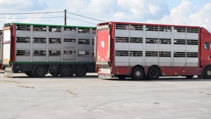 Bij het dierenvervoer zijn de lange wachttijden aan de Europese buitengrenzen en de export naar derde landen vaak problematisch.