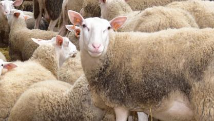 Voor het slachten van kleinere landbouwdieren zijn er minder en minder regionale  inrichtingen.