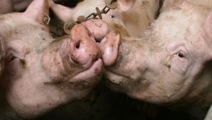 “De situatie voor vele boeren in de varkenssector wordt stilaan uitzichtloos. Het is onze taak als volksvertegenwoordigers hen te ondersteunen en voor hun belangen te vechten”, stelt Bart Van Hulle scherp.