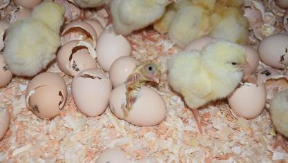 Dat 6,5% van het pluimveevlees in 2021 besmet is met Salmonella, leek toch een hoger cijfer dan verwacht.
