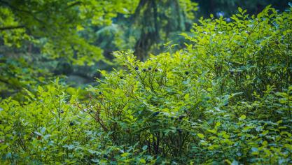 Voedselbossen bestaan doorgaans uit eetbare bomen, planten en struiken en zijn gericht op duurzame voedselproductie.