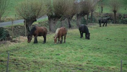Vorig jaar nam de Vlaamse Afdeling Dierenwelzijn in samenwerking met de lokale politiekorpsen 6.816 dieren in beslag.