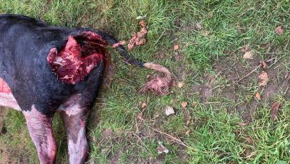 “De financiering van de bescherming van het platteland tegen grote roofdieren mag niet uit het GLB komen”, aldus Boudoin.