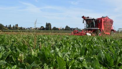 Suikerbieten telen zorgt steeds meer voor een bittere smaak bij landbouwers.
