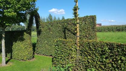 De haagbeuk is een echt manusje-van-alles. Hij kan zeer breed toegepast worden in de tuin en in openbaar groen.