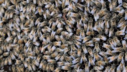Gemiddeld zijn 80% van de wilde planten en 75% van de gewassen rechtstreeks afhankelijk van bestuivers.