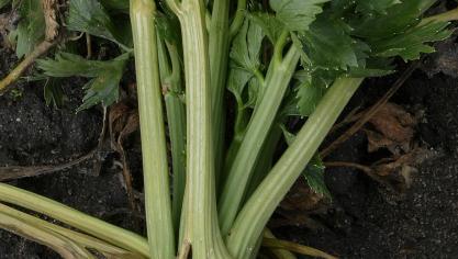 Ook (knol)selder heeft een reputatie als potentieversterkende plant.