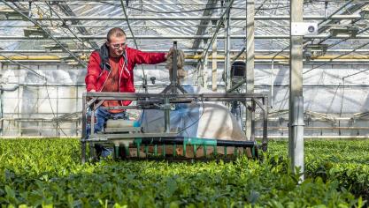 “De oogst doen we met een theeoogstmachine. Ik beschouw het als een brede grasmaaier die in de hoogte afgesteld kan worden. Zo neemt die enkel de jonge toppen mee”, vertelt Dionne Oomen.