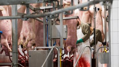 De National Pig Association roept de Britse regering op om de toegang tot de sector voor gekwalificeerde buitenlandse arbeidskrachten te vereenvoudigen.