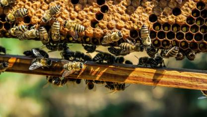 Sulfoxaflor zou schadelijk zijn voor hommels en solitaire bijen
