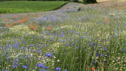Meer en meer landbouwers sluiten beheersovereenkomsten met de VLM af om tegen een vergoeding extra inspanningen te leveren voor milieu, natuur en biodiversiteit.