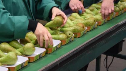 Onder meer bij de teelt en verwerking van fruit en groenten spelen seizoensarbeiders een cruciale rol.