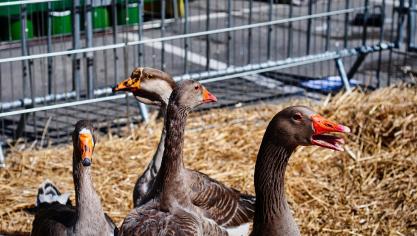 De vette dieren brengen 90% van hun leven door in open lucht, waar zij vrij kunnen groeien, omringd door hun soortgenoten.
