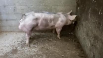 Piétrainbeer Benny van het Loonderhof, de laatste afgeteste zoon van Vladimir van het Loonderhof. Fokker: Stijn Coenen, Borgloon. Eigenaar: KI Clincke, Ruiselede.