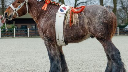 De vierjarige Belgisch gefokte hengst Bert van Turkeyen was de blikvanger op de hengstenkeuring in Nederland