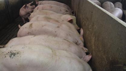 In 2021 werden er 11,6 miljoen varkens geslacht. Dat is een stijging met 4% tegenover 2020.