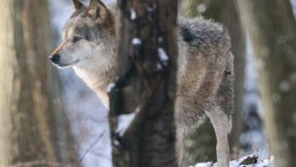 wolf 2